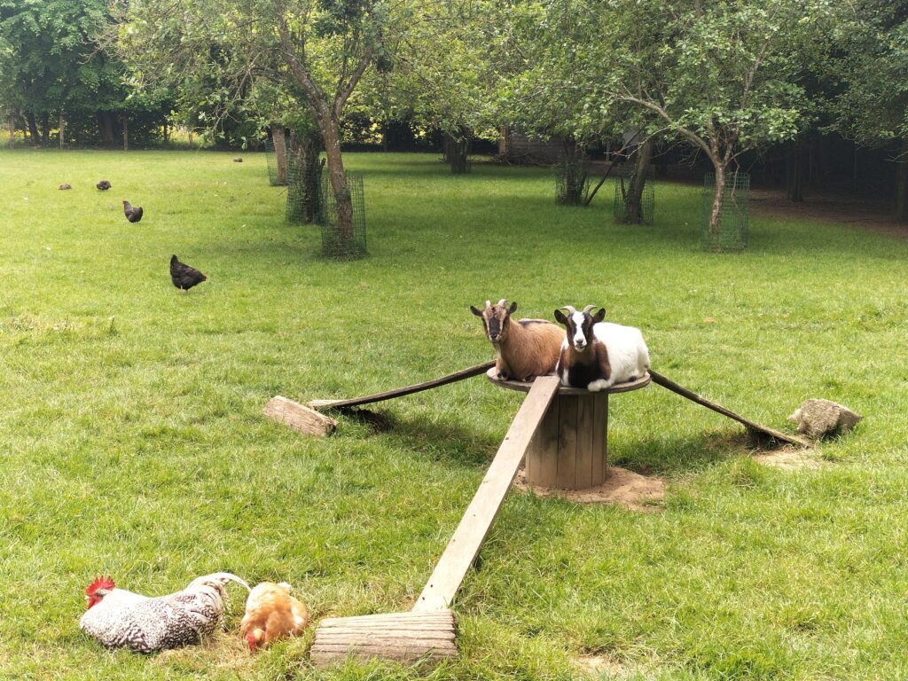 chèvres et poules
