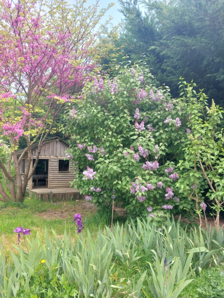 cabane jardin fleurs