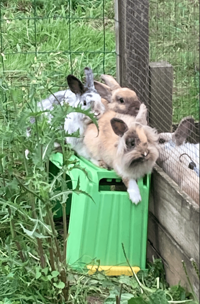 Un souffle sur le foin