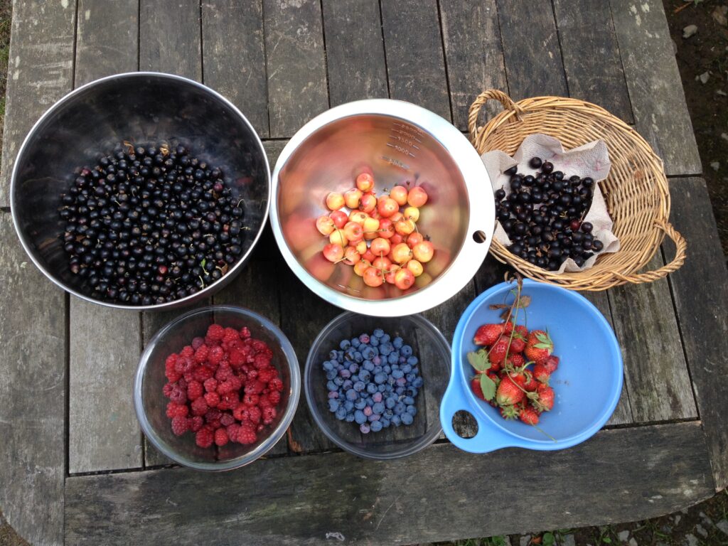 bols remplis de petits fruits